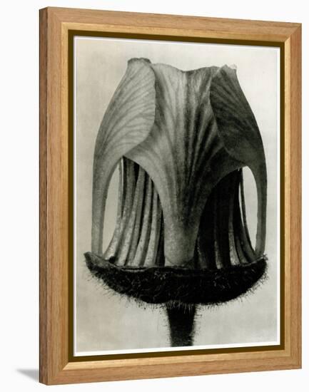 Geum Rivale. 1929 (Photogravure)-Karl Blossfeldt-Framed Premier Image Canvas