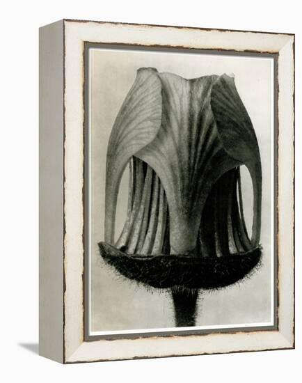 Geum Rivale. 1929 (Photogravure)-Karl Blossfeldt-Framed Premier Image Canvas