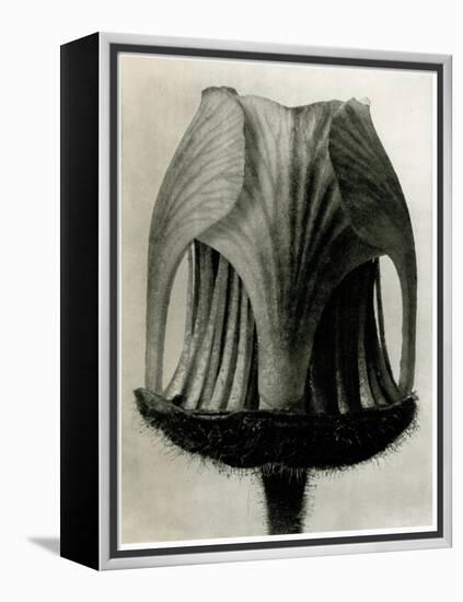 Geum Rivale. 1929 (Photogravure)-Karl Blossfeldt-Framed Premier Image Canvas