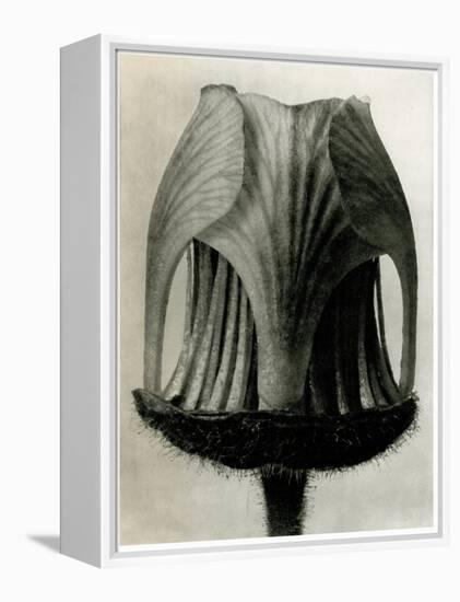 Geum Rivale. 1929 (Photogravure)-Karl Blossfeldt-Framed Premier Image Canvas