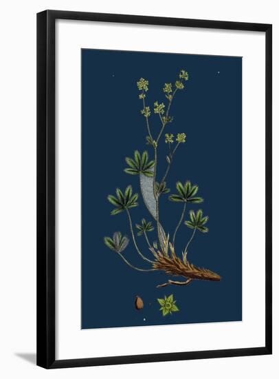 Geum Rivale; Water Avens-null-Framed Giclee Print