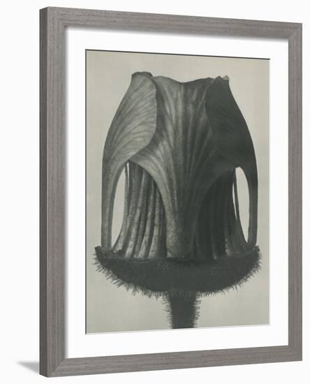 Geum rivale-Karl Blossfeldt-Framed Giclee Print