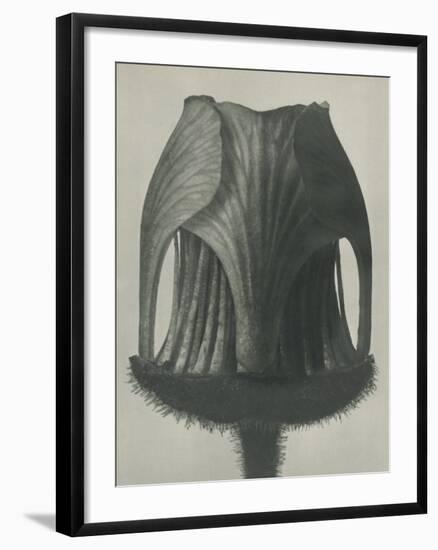 Geum rivale-Karl Blossfeldt-Framed Giclee Print