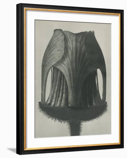 Geum rivale-Karl Blossfeldt-Framed Giclee Print