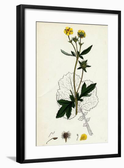 Geum Urbanum Wood Avens-null-Framed Giclee Print