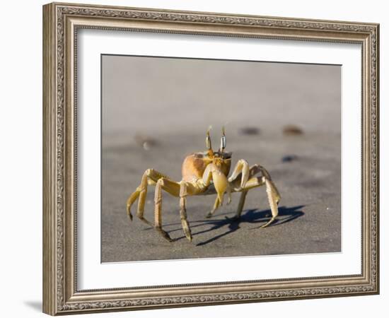 Ghost Crab, Atlantic Ocean Coast, Namibia, Africa-Milse Thorsten-Framed Photographic Print