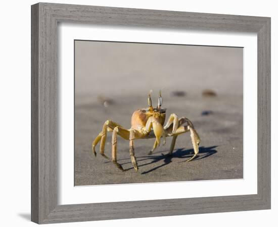 Ghost Crab, Atlantic Ocean Coast, Namibia, Africa-Milse Thorsten-Framed Photographic Print