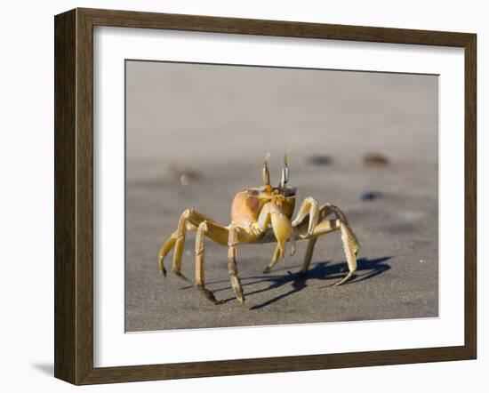 Ghost Crab, Atlantic Ocean Coast, Namibia, Africa-Milse Thorsten-Framed Photographic Print