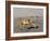 Ghost Crab, Atlantic Ocean Coast, Namibia, Africa-Milse Thorsten-Framed Photographic Print