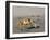 Ghost Crab, Atlantic Ocean Coast, Namibia, Africa-Milse Thorsten-Framed Photographic Print