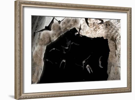 Ghost-Faced Bats (Mormoops Megalophylla) Flying into Cave Through Cave Entrance, Sabinas, Mexico-Barry Mansell-Framed Photographic Print