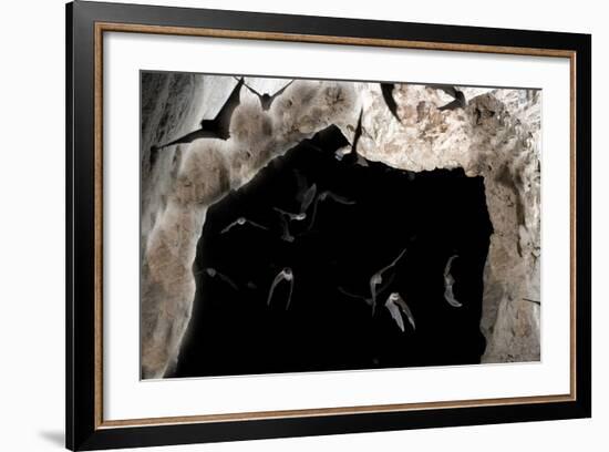 Ghost-Faced Bats (Mormoops Megalophylla) Flying into Cave Through Cave Entrance, Sabinas, Mexico-Barry Mansell-Framed Photographic Print