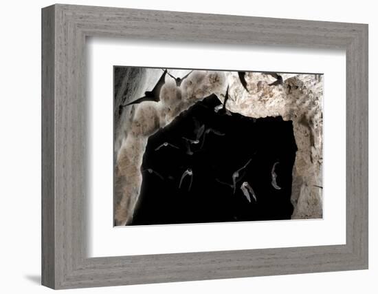 Ghost-Faced Bats (Mormoops Megalophylla) Flying into Cave Through Cave Entrance, Sabinas, Mexico-Barry Mansell-Framed Photographic Print