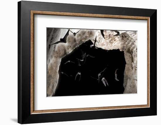 Ghost-Faced Bats (Mormoops Megalophylla) Flying into Cave Through Cave Entrance, Sabinas, Mexico-Barry Mansell-Framed Photographic Print