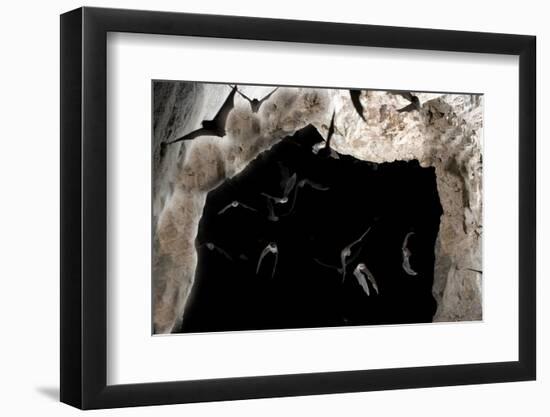 Ghost-Faced Bats (Mormoops Megalophylla) Flying into Cave Through Cave Entrance, Sabinas, Mexico-Barry Mansell-Framed Photographic Print