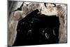 Ghost-Faced Bats (Mormoops Megalophylla) Flying into Cave Through Cave Entrance, Sabinas, Mexico-Barry Mansell-Mounted Photographic Print
