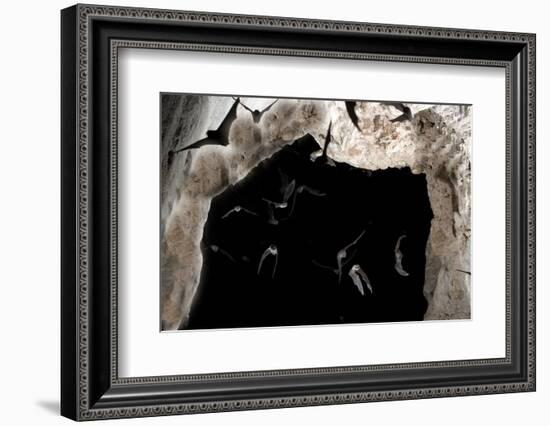 Ghost-Faced Bats (Mormoops Megalophylla) Flying into Cave Through Cave Entrance, Sabinas, Mexico-Barry Mansell-Framed Photographic Print