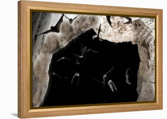 Ghost-Faced Bats (Mormoops Megalophylla) Flying into Cave Through Cave Entrance, Sabinas, Mexico-Barry Mansell-Framed Premier Image Canvas