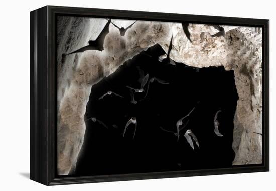 Ghost-Faced Bats (Mormoops Megalophylla) Flying into Cave Through Cave Entrance, Sabinas, Mexico-Barry Mansell-Framed Premier Image Canvas