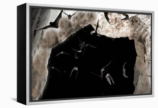 Ghost-Faced Bats (Mormoops Megalophylla) Flying into Cave Through Cave Entrance, Sabinas, Mexico-Barry Mansell-Framed Premier Image Canvas