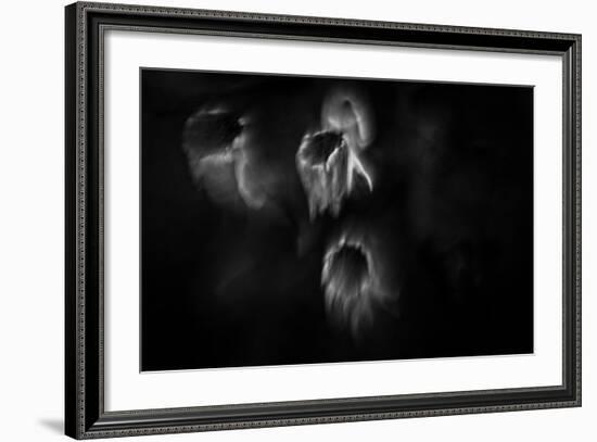 Ghost Flowers-Sharon Wish-Framed Photographic Print