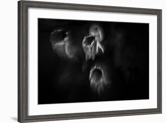 Ghost Flowers-Sharon Wish-Framed Photographic Print