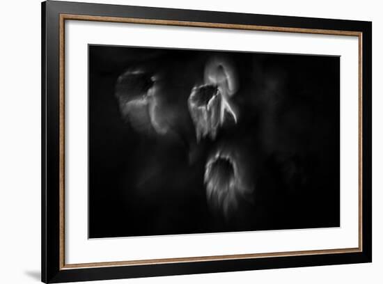 Ghost Flowers-Sharon Wish-Framed Photographic Print