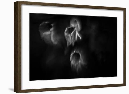 Ghost Flowers-Sharon Wish-Framed Photographic Print