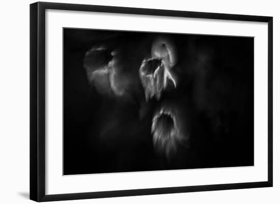 Ghost Flowers-Sharon Wish-Framed Photographic Print