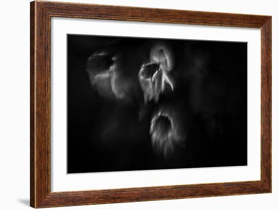 Ghost Flowers-Sharon Wish-Framed Photographic Print