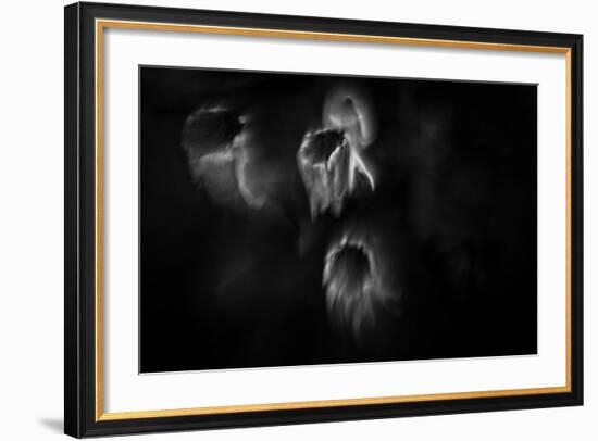 Ghost Flowers-Sharon Wish-Framed Photographic Print