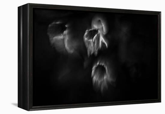 Ghost Flowers-Sharon Wish-Framed Premier Image Canvas