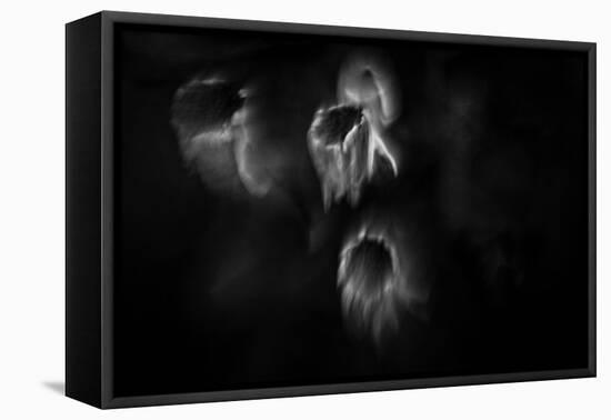 Ghost Flowers-Sharon Wish-Framed Premier Image Canvas