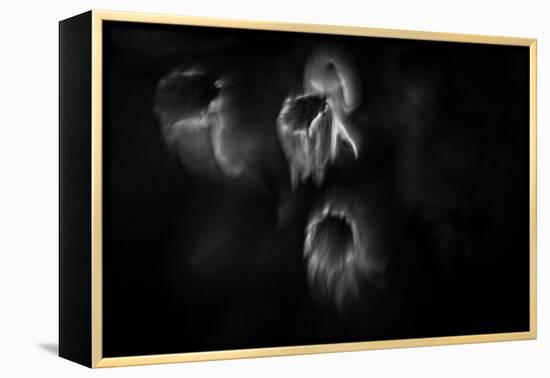 Ghost Flowers-Sharon Wish-Framed Premier Image Canvas