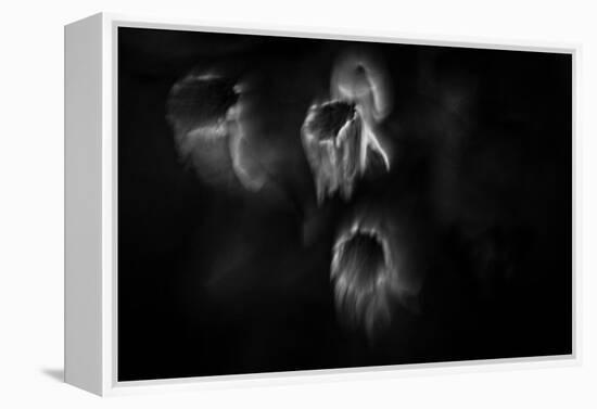 Ghost Flowers-Sharon Wish-Framed Premier Image Canvas