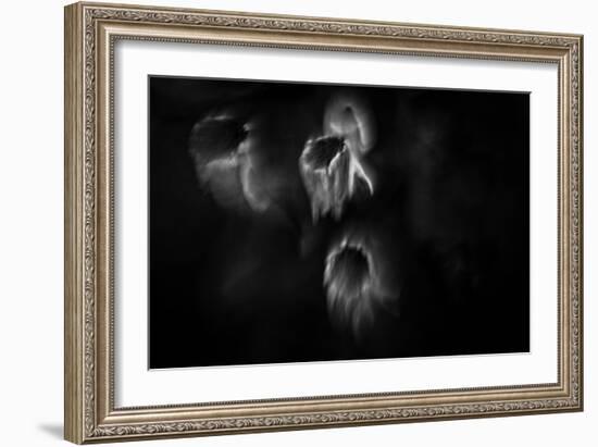 Ghost Flowers-Sharon Wish-Framed Photographic Print