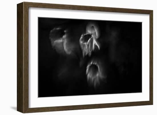 Ghost Flowers-Sharon Wish-Framed Photographic Print