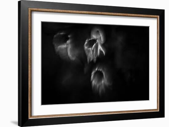 Ghost Flowers-Sharon Wish-Framed Photographic Print