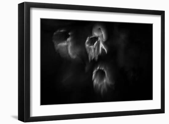 Ghost Flowers-Sharon Wish-Framed Photographic Print