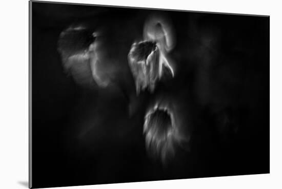 Ghost Flowers-Sharon Wish-Mounted Photographic Print