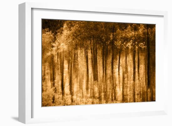 Ghost Forest-Autumn-Ursula Abresch-Framed Photographic Print