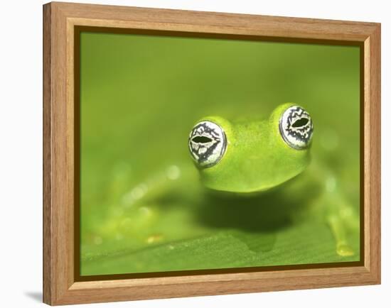 Ghost Glass Frog, Costa Rica-Edwin Giesbers-Framed Premier Image Canvas