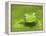 Ghost Glass Frog, Costa Rica-Edwin Giesbers-Framed Premier Image Canvas