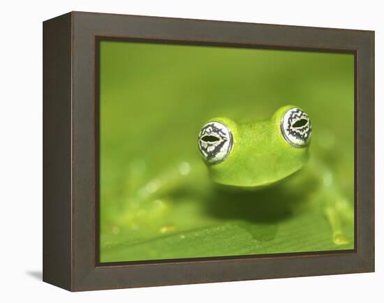 Ghost Glass Frog, Costa Rica-Edwin Giesbers-Framed Premier Image Canvas