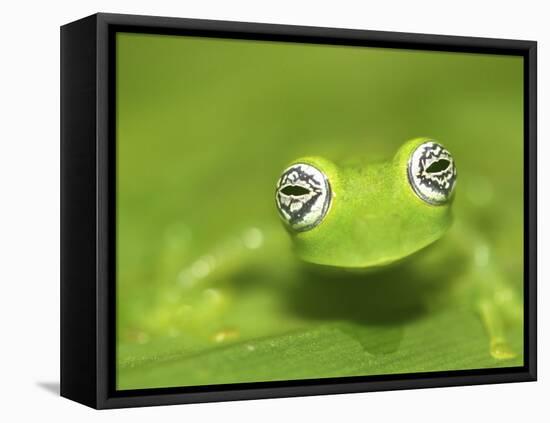 Ghost Glass Frog, Costa Rica-Edwin Giesbers-Framed Premier Image Canvas