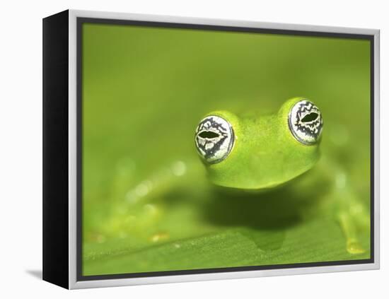 Ghost Glass Frog, Costa Rica-Edwin Giesbers-Framed Premier Image Canvas