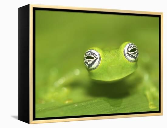 Ghost Glass Frog, Costa Rica-Edwin Giesbers-Framed Premier Image Canvas