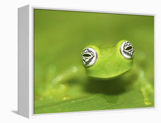 Ghost Glass Frog, Costa Rica-Edwin Giesbers-Framed Premier Image Canvas