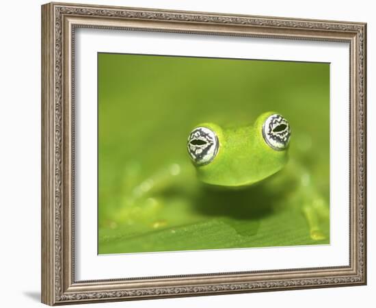 Ghost Glass Frog, Costa Rica-Edwin Giesbers-Framed Photographic Print