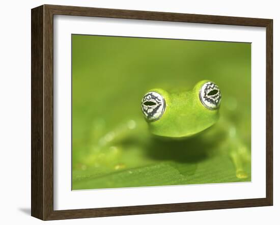 Ghost Glass Frog, Costa Rica-Edwin Giesbers-Framed Photographic Print